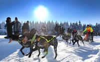 Schlittenhunde, Rennen, Winter, Schnee, Hunde