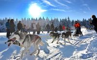 Hunde, Husky, Schlittenhunderennen, Winter